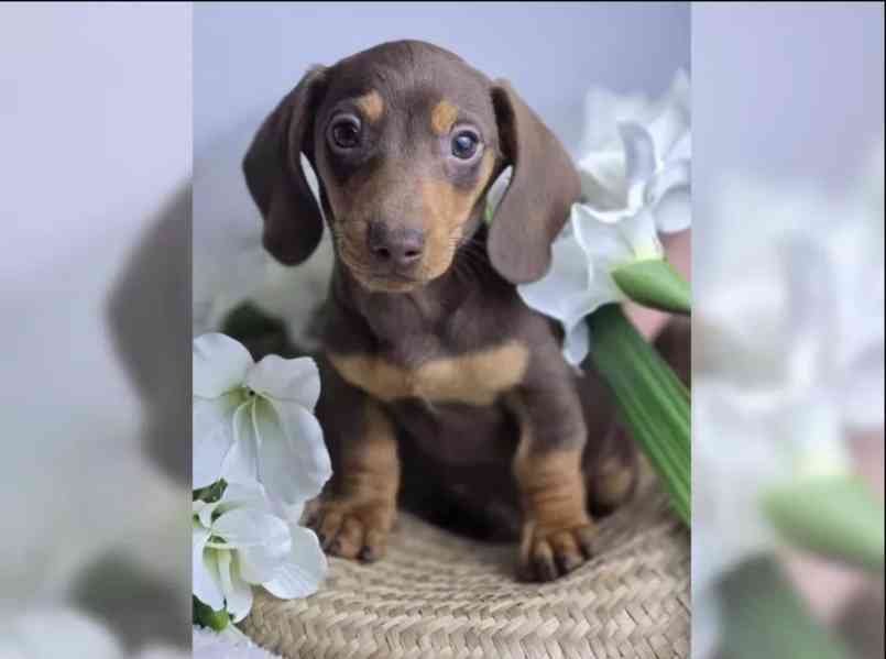 Jezevčík hladkosrstý trpasličí - foto 4