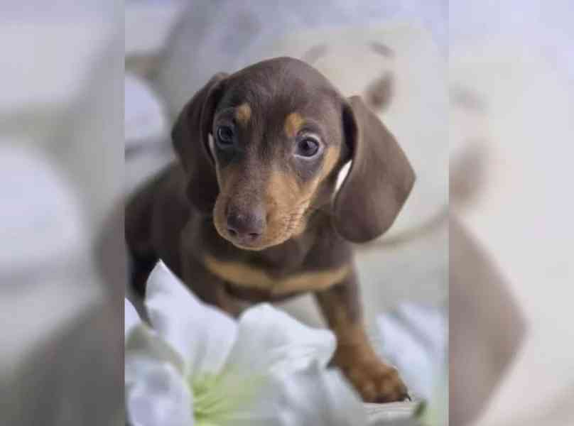 Jezevčík hladkosrstý trpasličí - foto 3