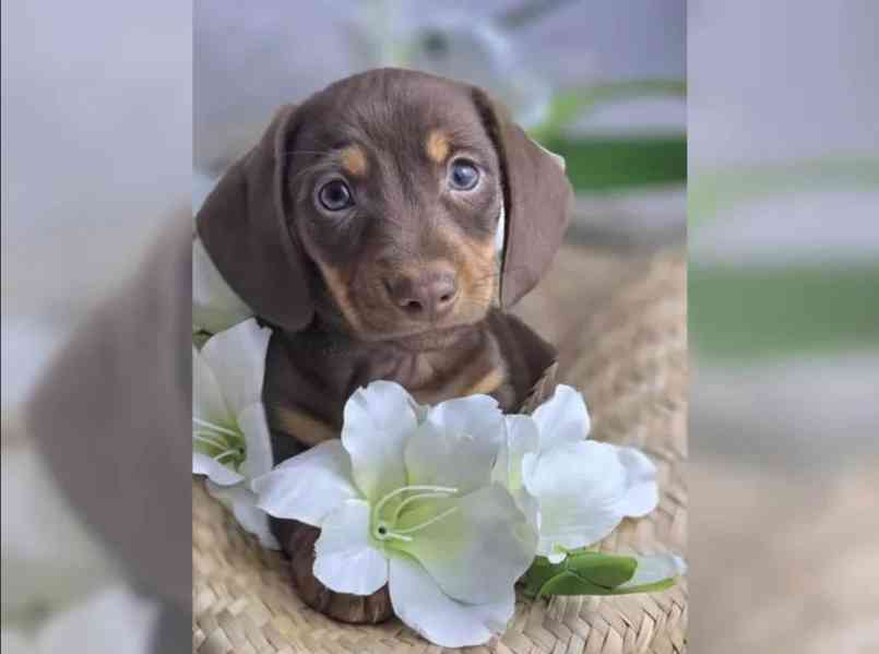 Jezevčík hladkosrstý trpasličí - foto 2