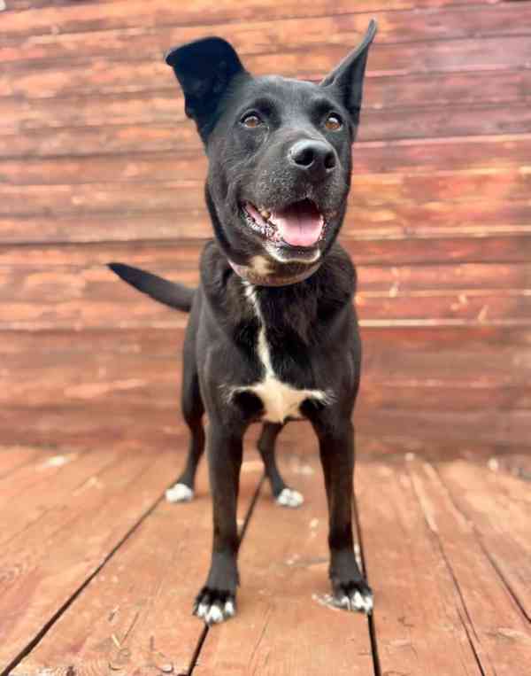 BAK - 25 kg, kastrovaný psík 6 let  - foto 2