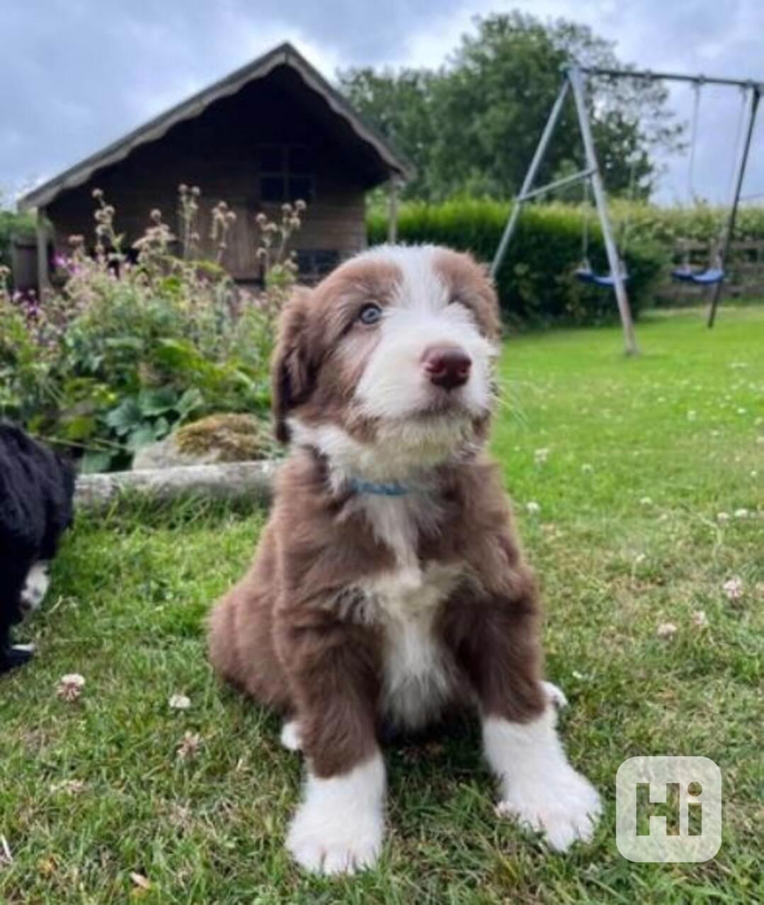 Štěňata Bearded Collie - foto 1