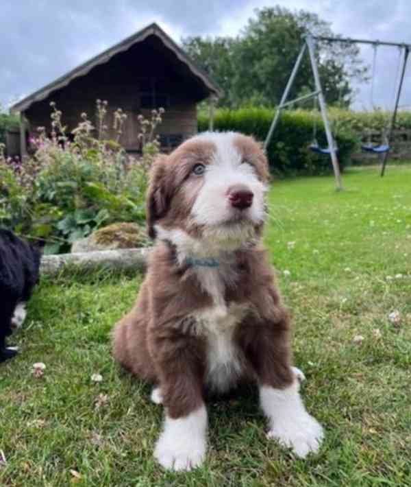 Štěňata Bearded Collie - foto 1