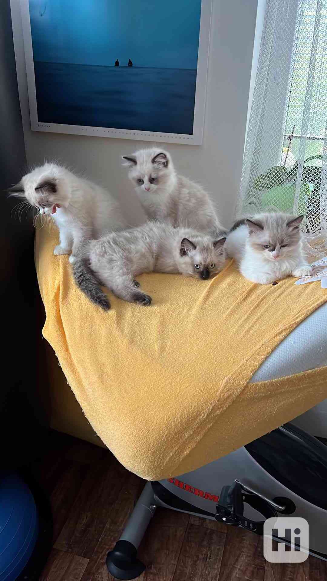 Koťátka Ragdoll  - foto 1