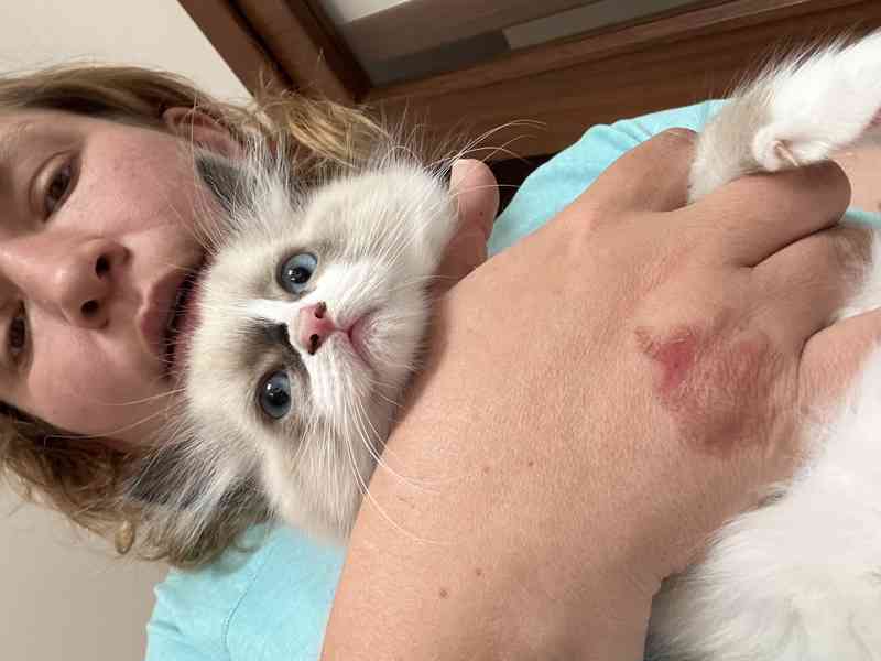 Koťátka Ragdoll  - foto 5
