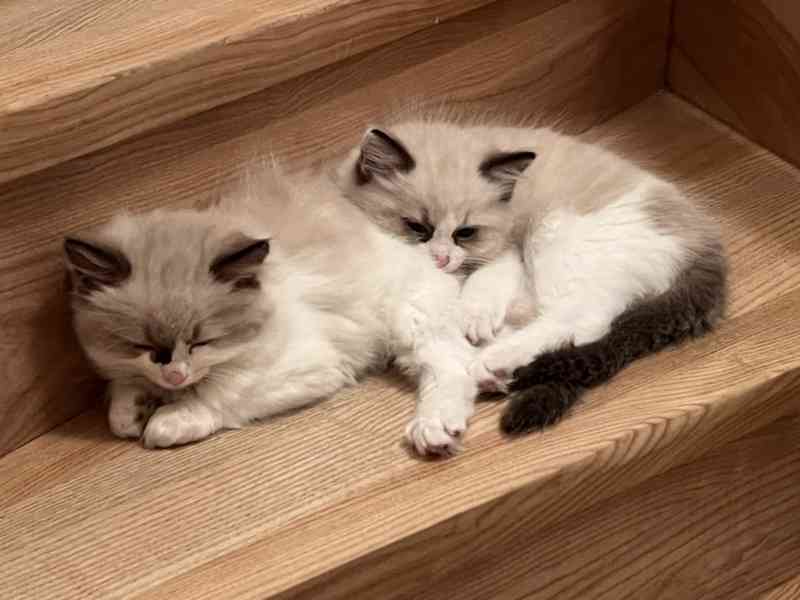 Koťátka Ragdoll  - foto 2