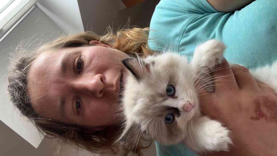 Koťátka Ragdoll  - foto 4