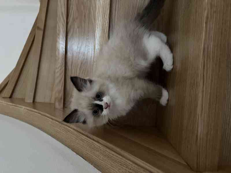 Koťátka Ragdoll  - foto 6