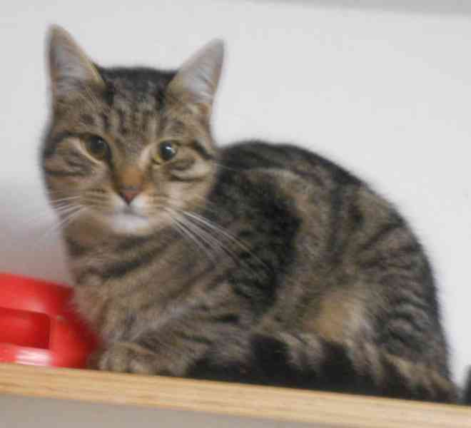 Mourovaný, opatrný 10měsíční Mikeš hledá domov. - foto 5
