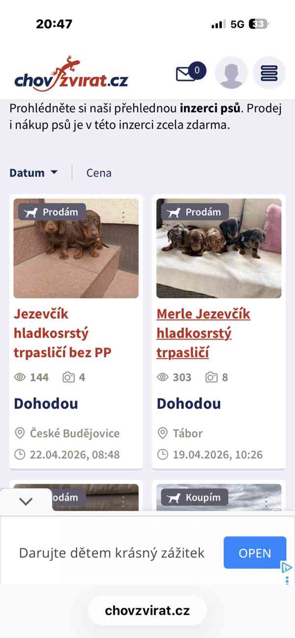 Jezevčík hladkosrstý trpasličí  - foto 2