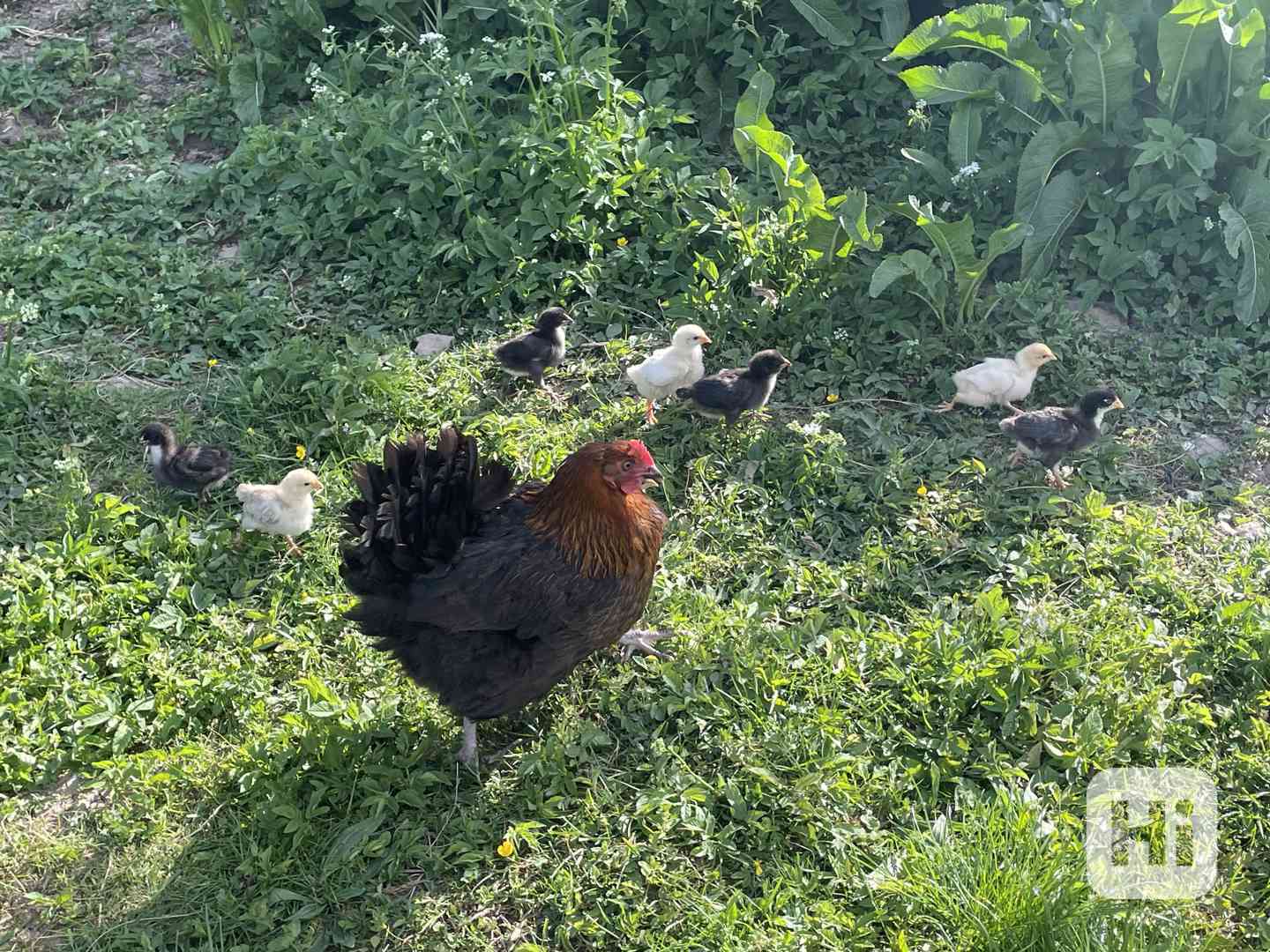 Kohouti narozeni 2025 - foto 1