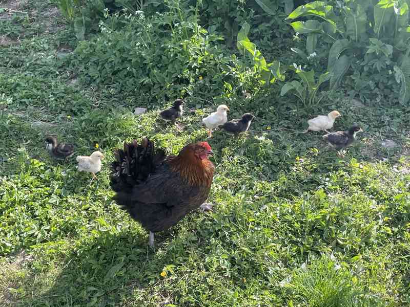 Kohouti narozeni 2025 - foto 1