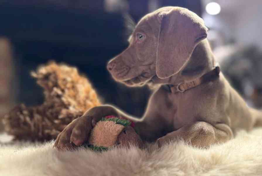 ✨PŘIPRAVENI NYNÍ✨ POSLEDNÍCH PÁR HOLČEK✨ Štěňata výmarského  - foto 6