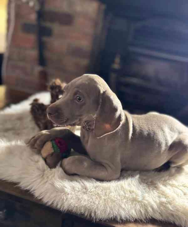 ✨PŘIPRAVENI NYNÍ✨ POSLEDNÍCH PÁR HOLČEK✨ Štěňata výmarského  - foto 5