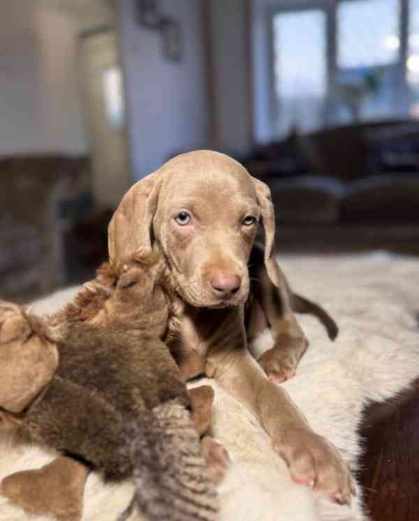 ✨PŘIPRAVENI NYNÍ✨ POSLEDNÍCH PÁR HOLČEK✨ Štěňata výmarského  - foto 2