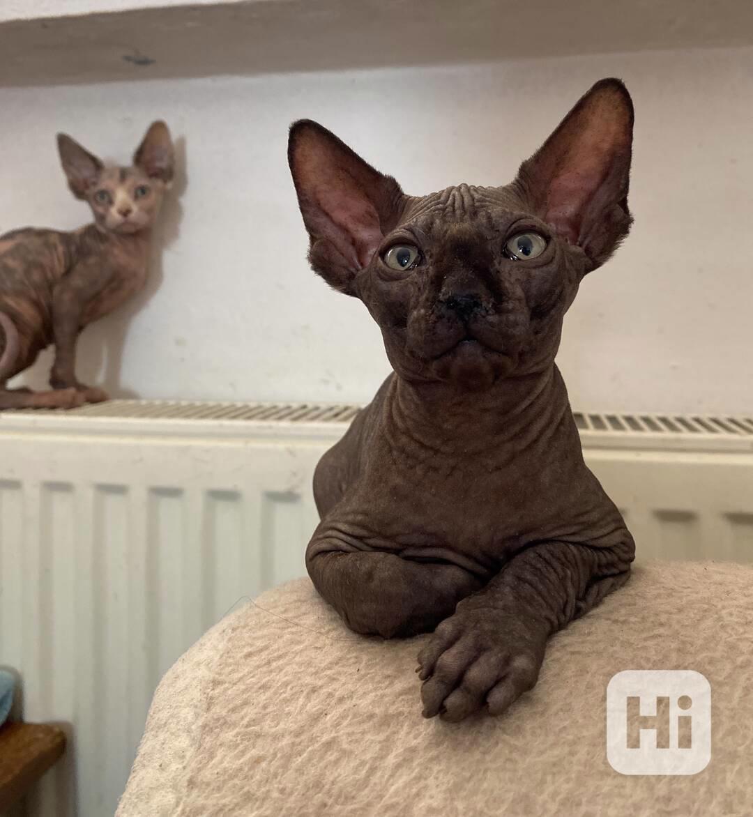 SPHYNX koťátka bez PP - foto 1