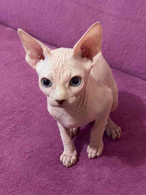 SPHYNX koťátka bez PP - foto 5