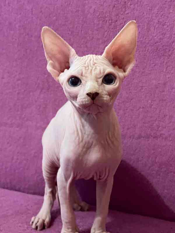 SPHYNX koťátka bez PP - foto 4