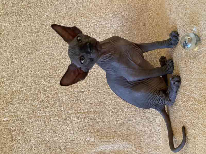 SPHYNX koťátka bez PP - foto 3