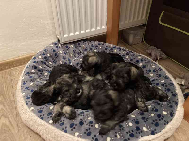 Štěňata knírače malého pepř a sůl - foto 3