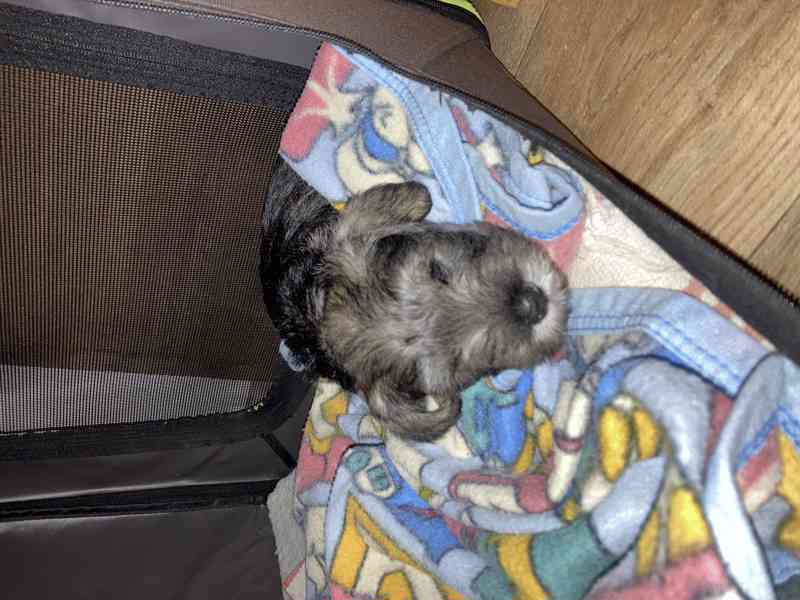 Štěňata knírače malého pepř a sůl - foto 2