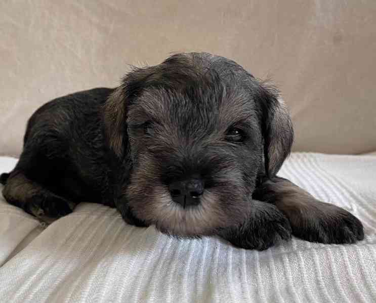 Štěňata knírače malého pepř a sůl - foto 4