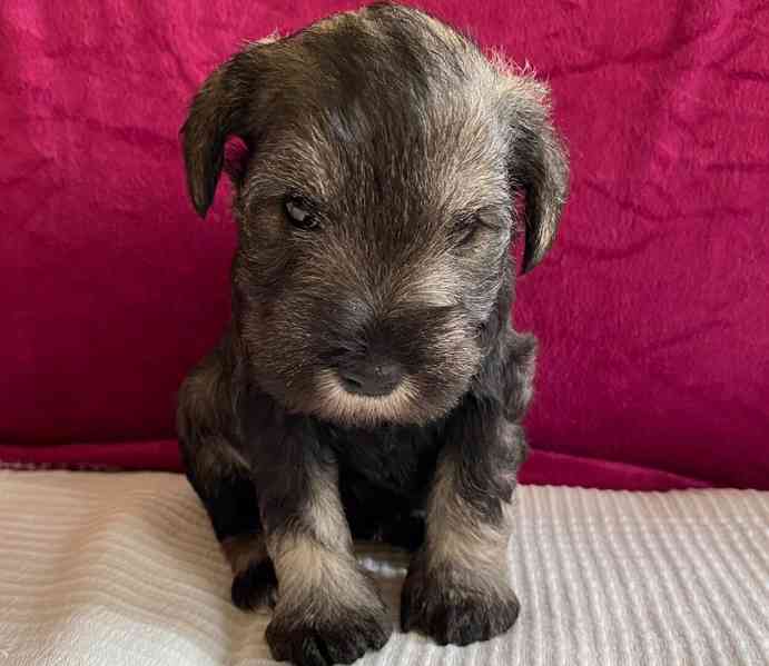 Štěňata knírače malého pepř a sůl - foto 6