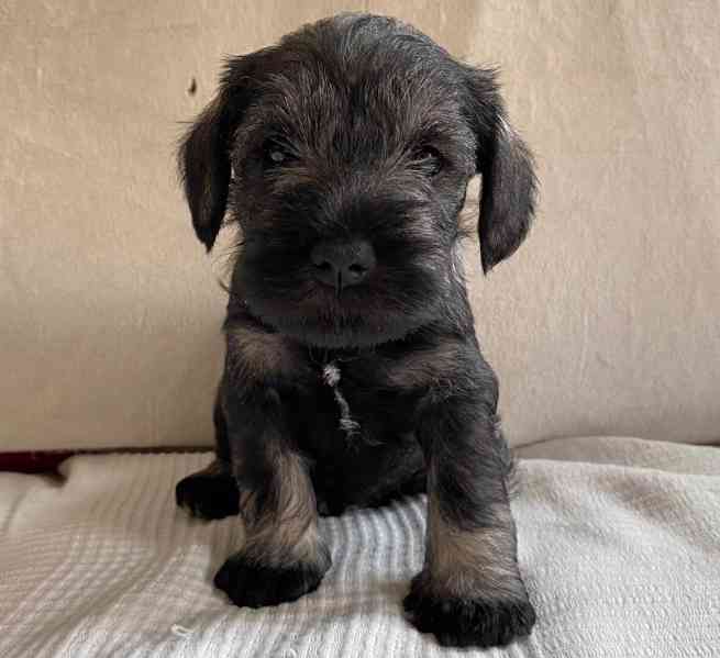 Štěňata knírače malého pepř a sůl - foto 5