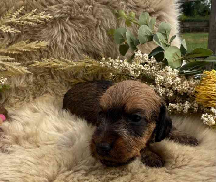 Miniaturní drátosrstí jezevčíci - foto 5
