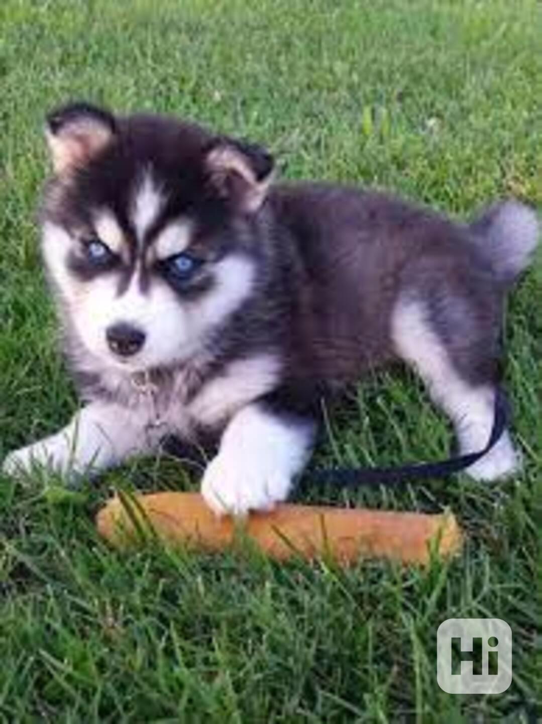 štěňata sibiřského huskyho k adopci - foto 1