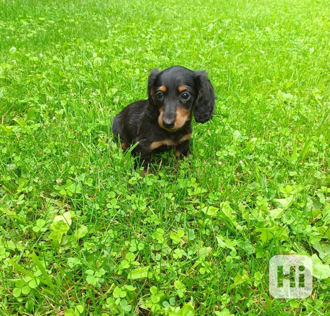 Jezevčík trpasličí/králičí dlouhosrstý - foto 1