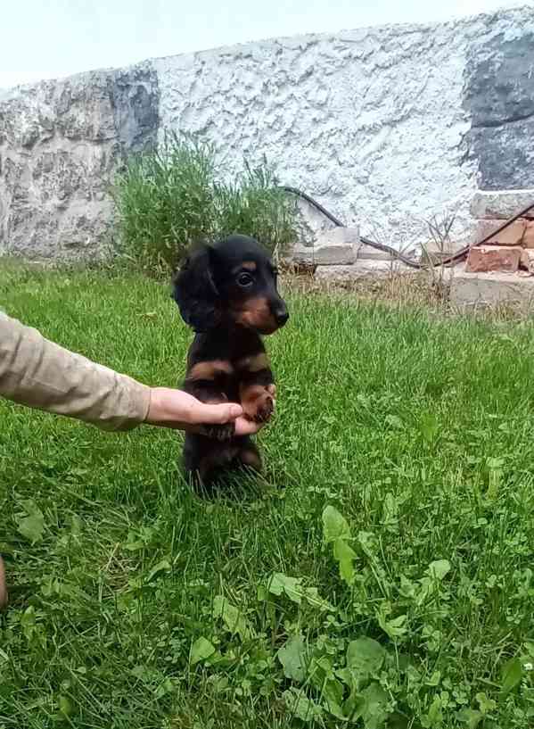 Jezevčík trpasličí/králičí dlouhosrstý - foto 3