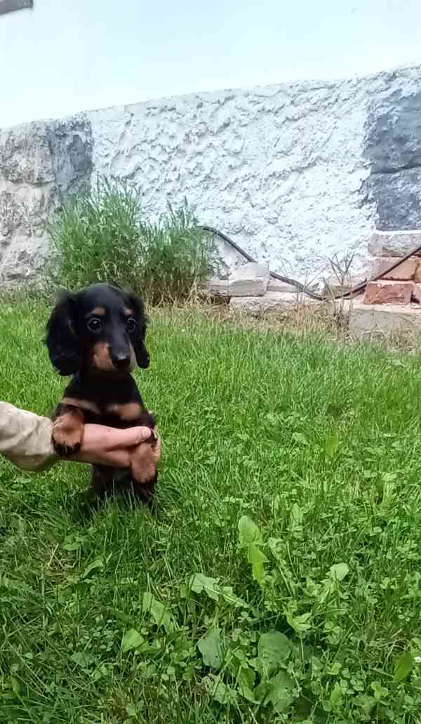 Jezevčík trpasličí/králičí dlouhosrstý - foto 4