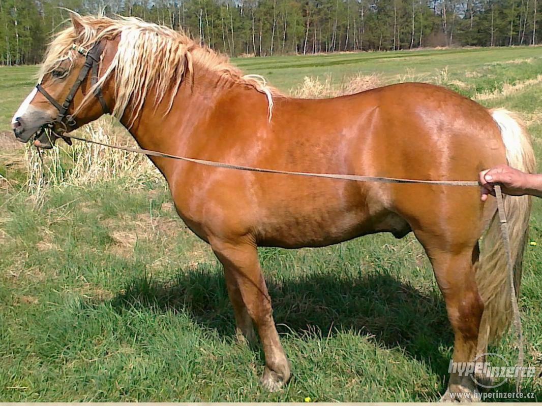 Prodám hřebečka Haflinga - foto 1