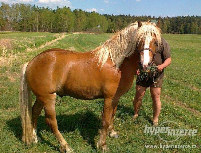 Prodám hřebečka Haflinga - foto 3