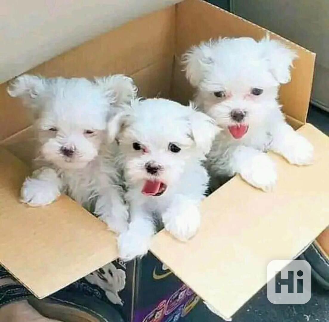 štěňátka maltézáka a fenky k adopci zdarma - foto 1