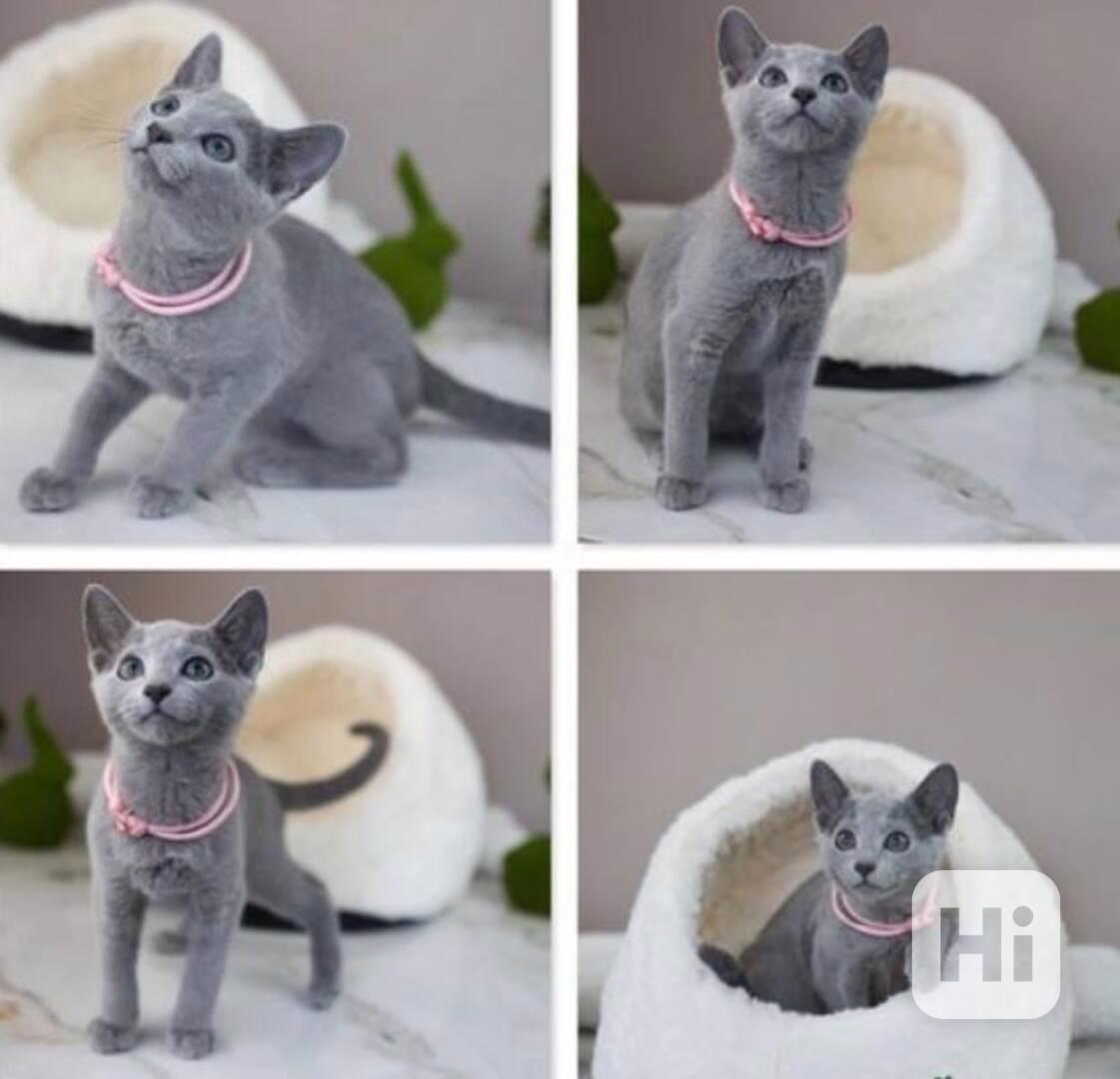 CFA registrovaná ruská modrá koťata k adopci - foto 1