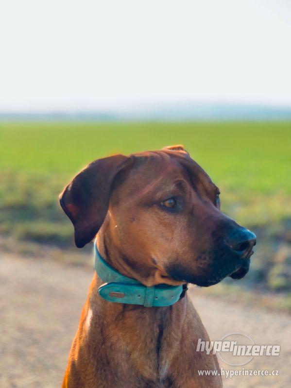 Hledáme fenku na krytí Ridgeback