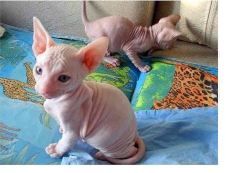 krásná a roztomilá koťátka sphynx k adopci .