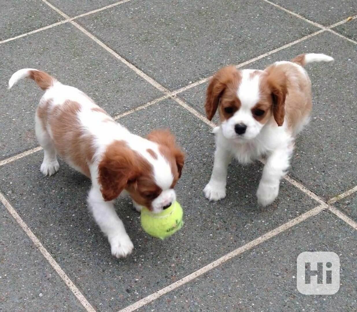 Štěňata kavalírského king charles španěla s pp - foto 1