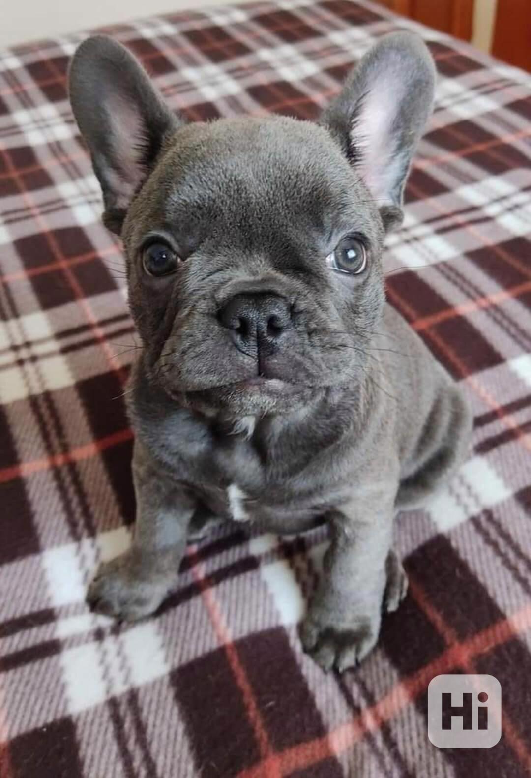 Francouzská buldok štěňata - foto 1