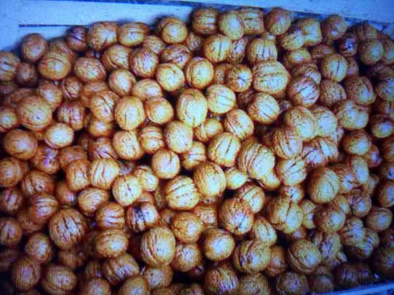 Prodám Ořechy Vlašské Velké Oloupané, umyté VysušNelousk2023 - foto 1