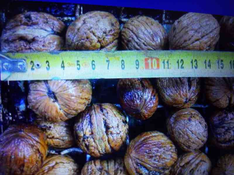 Prodám Ořechy Vlašské Velké Oloupané, umyté VysušNelousk2023 - foto 2