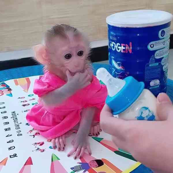 Výcvik kapucínských opic k adopci