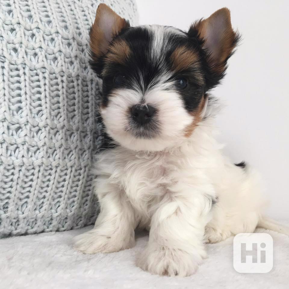 Biewer Jorkšírský teriér bez PP - foto 1