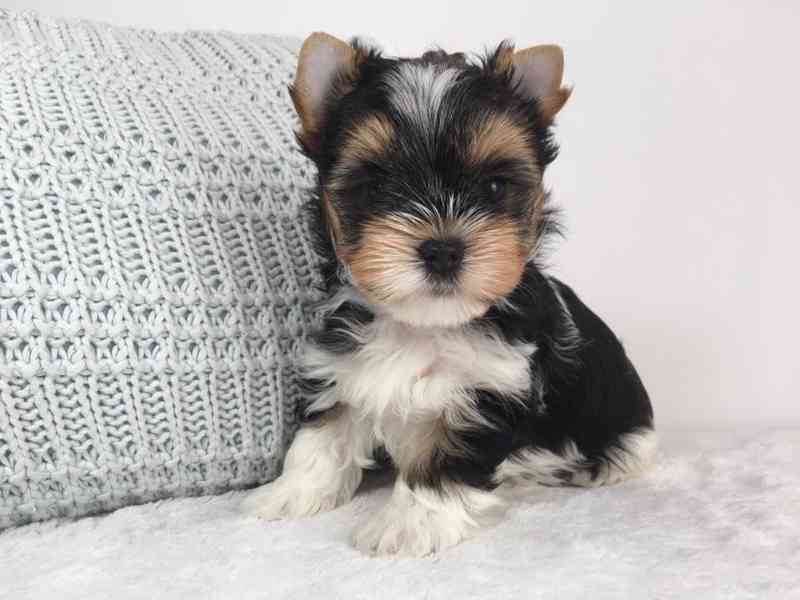 Biewer Jorkšírský teriér bez PP - foto 2