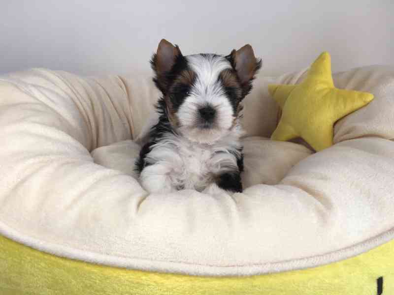 Biewer Jorkšírský teriér bez PP - foto 3