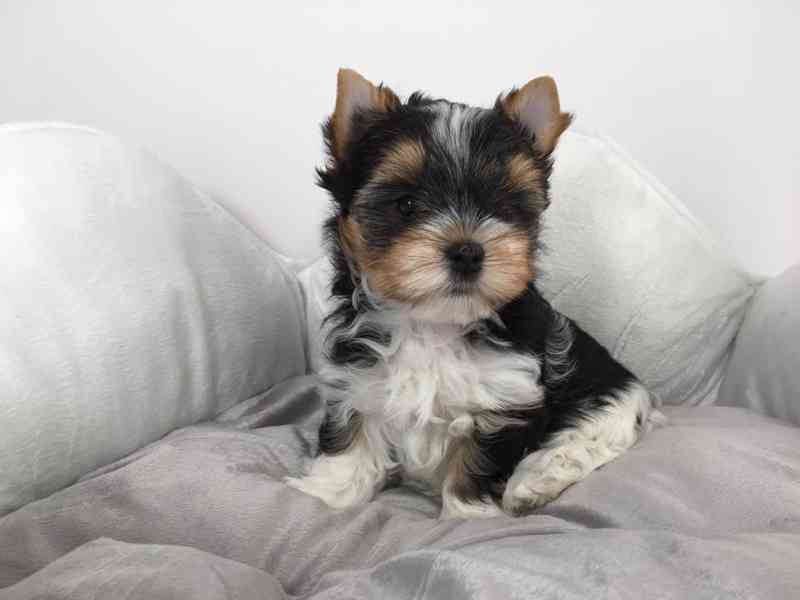 Biewer Jorkšírský teriér bez PP - foto 4