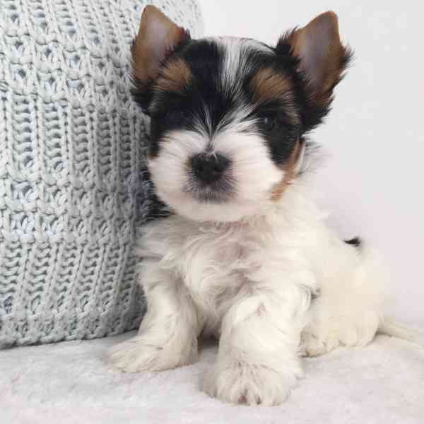 Biewer Jorkšírský teriér bez PP