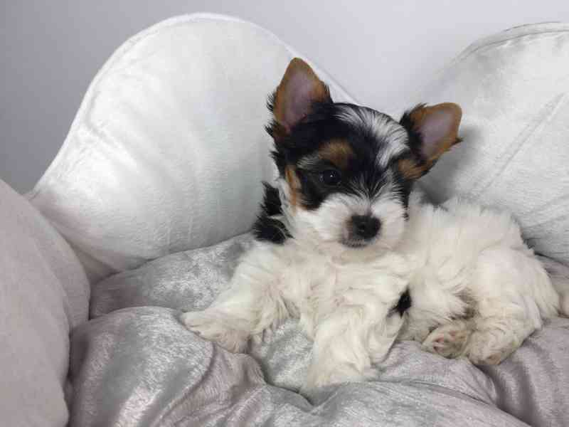 Biewer Jorkšírský teriér bez PP - foto 5