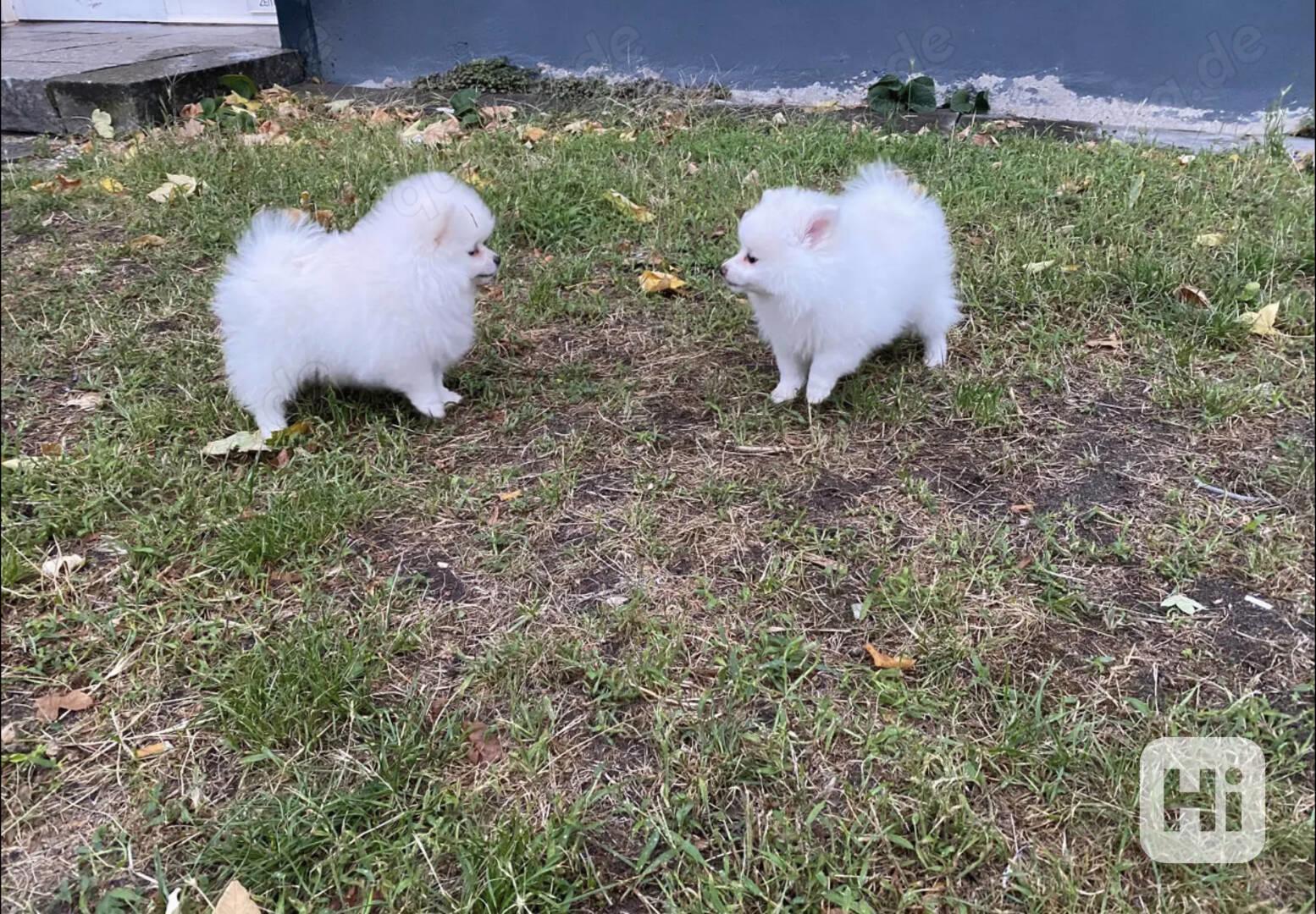 Typický černý špic pomeranian s papírem - foto 1